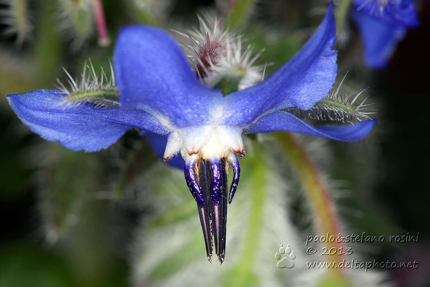 Borragine ( Borrago officinalis )