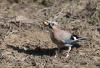 Ghiandaia (Garrulus glandarius)
