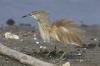 Sgarza ciuffetto ( Ardeola ralloides )
