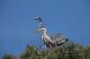 Airone cenerino ( Ardea cinerea )