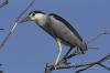 Nitticora ( Nycticorax nycticorax )