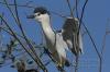 Nitticora ( Nycticorax nycticorax )