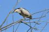 Nitticora ( Nycticorax nycticorax )