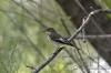 Balia nera Femmina (Ficedula hypoleuca)