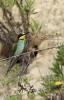 Gruccione  ( Merops apiaster )