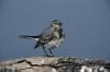 Ballerina bianca ( Motacilla alba )