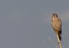 Gheppio ( Falco tinnunculus )