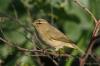 Lu? piccolo  ( Phylloscopus collybita )
