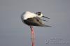 Cavaliere d'Italia ( Himantopus himantopus ) Cavaliere d'Italia ( Himantopus himantopus )