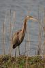 Airone rosso ( Ardea purpurea )