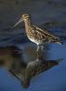 Beccaccino ( Gallinago gallinago ) Beccaccino ( Gallinago gallinago )