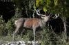Cervo ( Cervus elaphus )