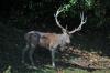 Cervo ( Cervus elaphus )