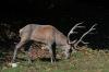 Cervo ( Cervus elaphus )