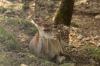 Cervo femmina  ( Cervus elaphus )