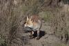 Volpe ( Vulpes vulpes )