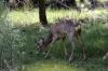 Capriolo (Capreolus capreolus, Linnaeus 1758) Capriolo (Capreolus capreolus, Linnaeus 1758)