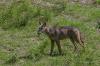 Lupo ( Canis lupus )