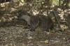Lontra ( Lutra lutra ) Lontra ( Lutra lutra )