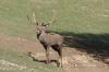 Cervo ( Cervus elaphus )