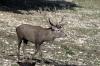Cervo ( Cervus elaphus )