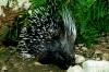 Istrice  (Hystrix cristata)